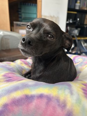 Boslee, the Cluttered Spaces family dog